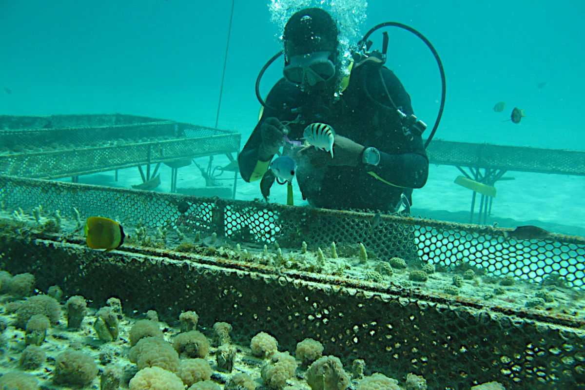 Okala an der Arbeit in der Korallenfarm