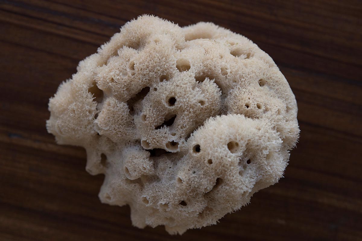 Natural Sea Sponge from Zanzibar