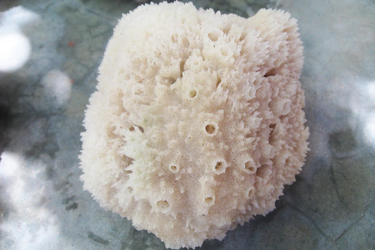 processed natural sea sponge