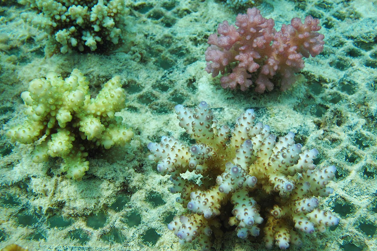 Farmed Corals