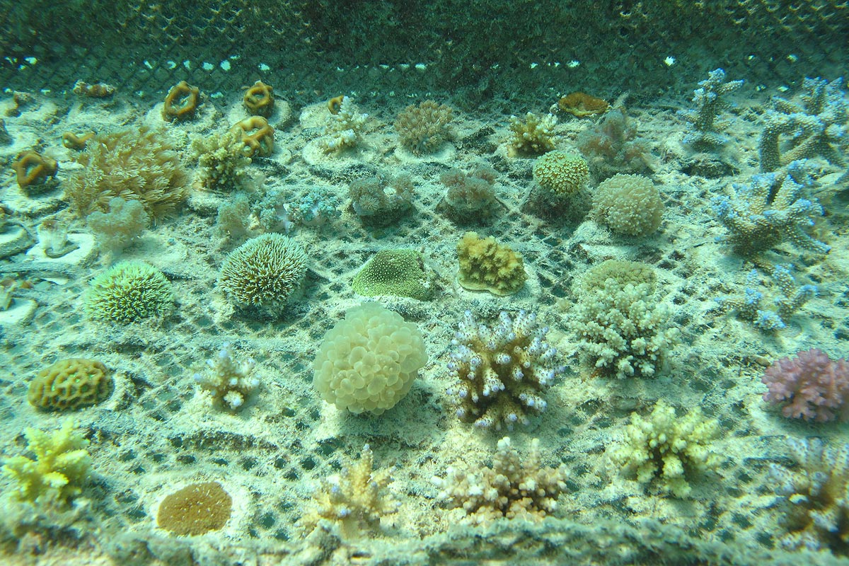 Die erste Kollektion von Korallen