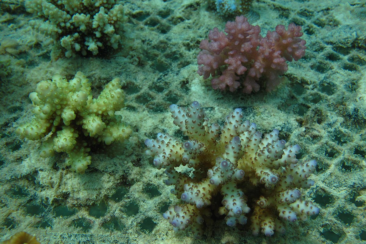 Korallenzucht bring Jobs