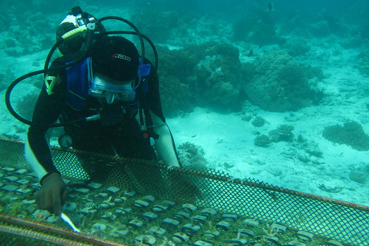 Hijabu cleaning corals