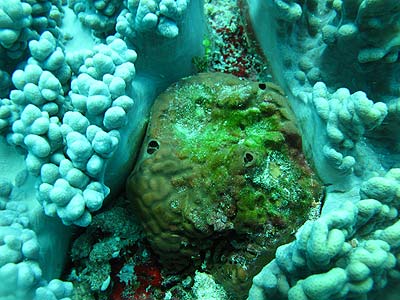 Agelas Mauretania zwischen Soft Koralle