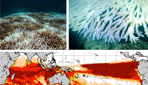 Bilder von Korallenbleiche