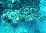 Coral Farming Tests