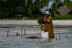 Seaweed Farmerin. Hinten links die marinecultures Base