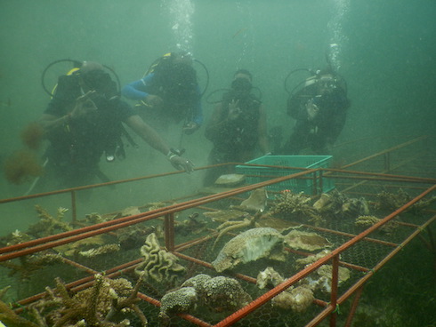 Team Mwambao and marinecultures.org