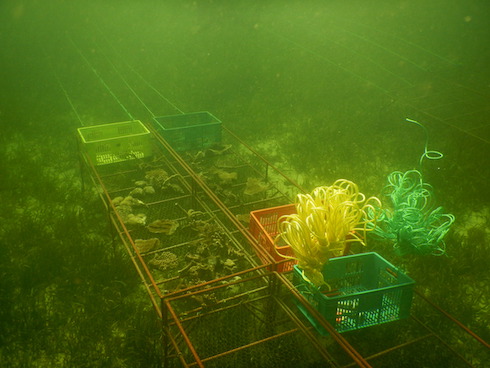 The first tables with Corals of Opportunity (COO)