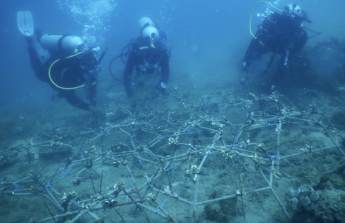 Reef Stars bepflanzen