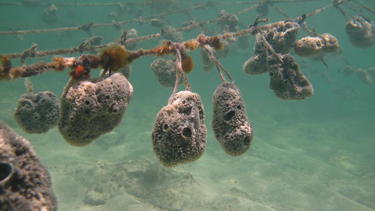 Small farm with grey sponges