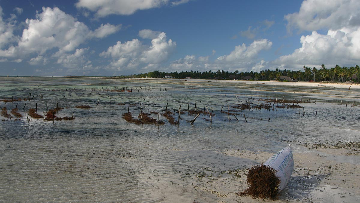 Seaweed Farming