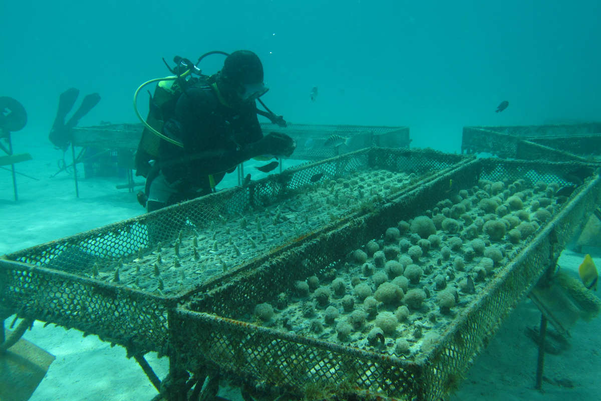 Coral farming for reforestation