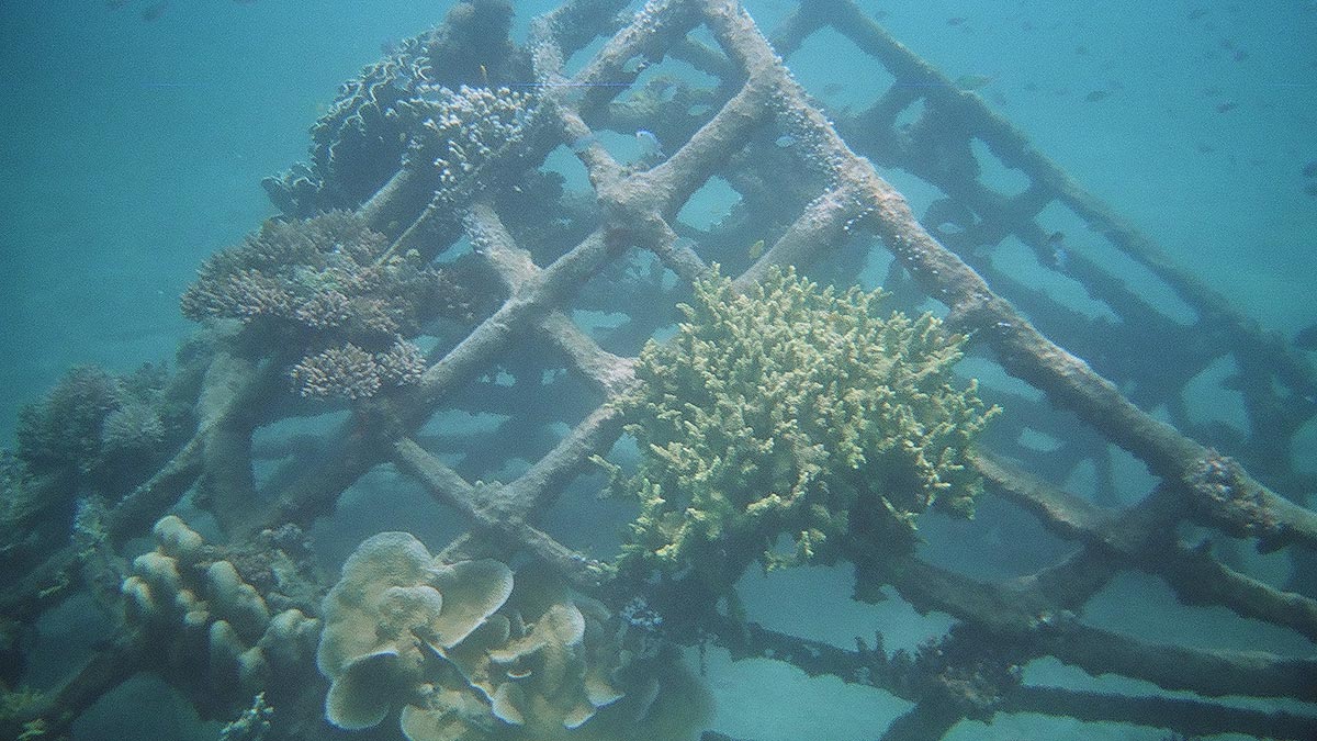 Artificial Reef, North Bali