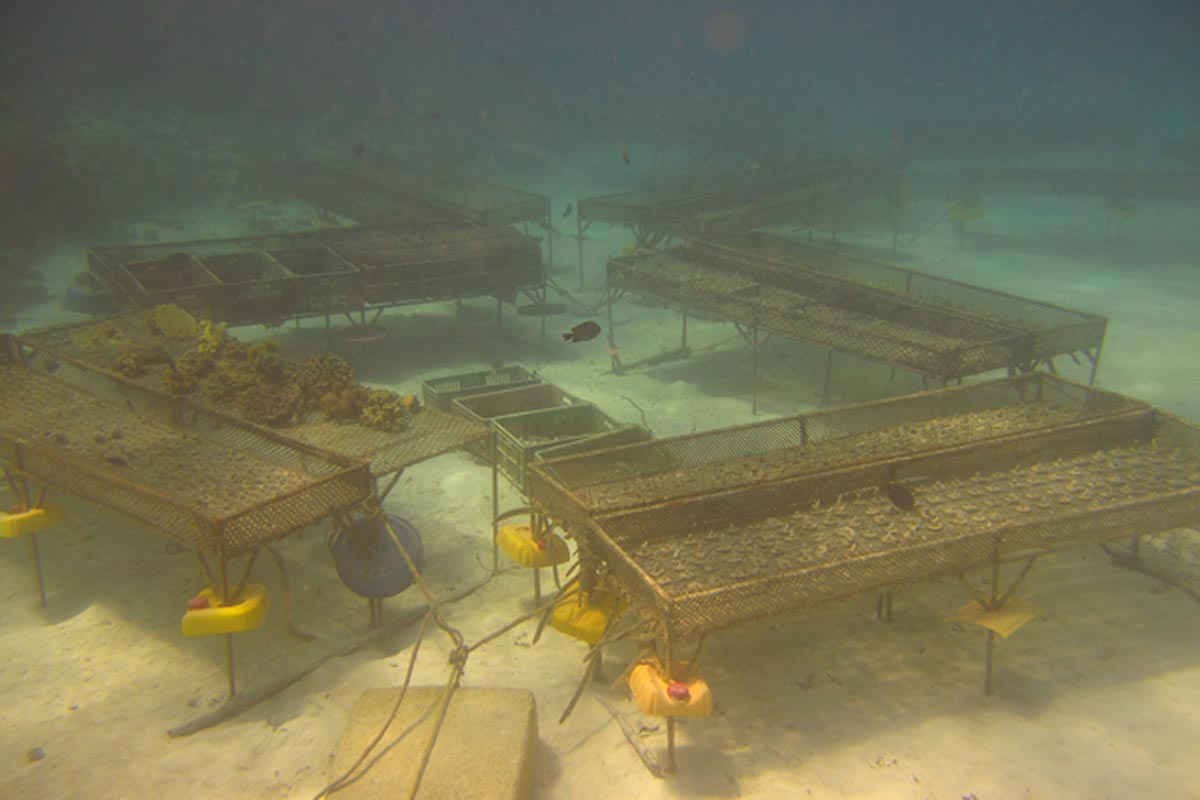 Coral Cultivation for Reforestation