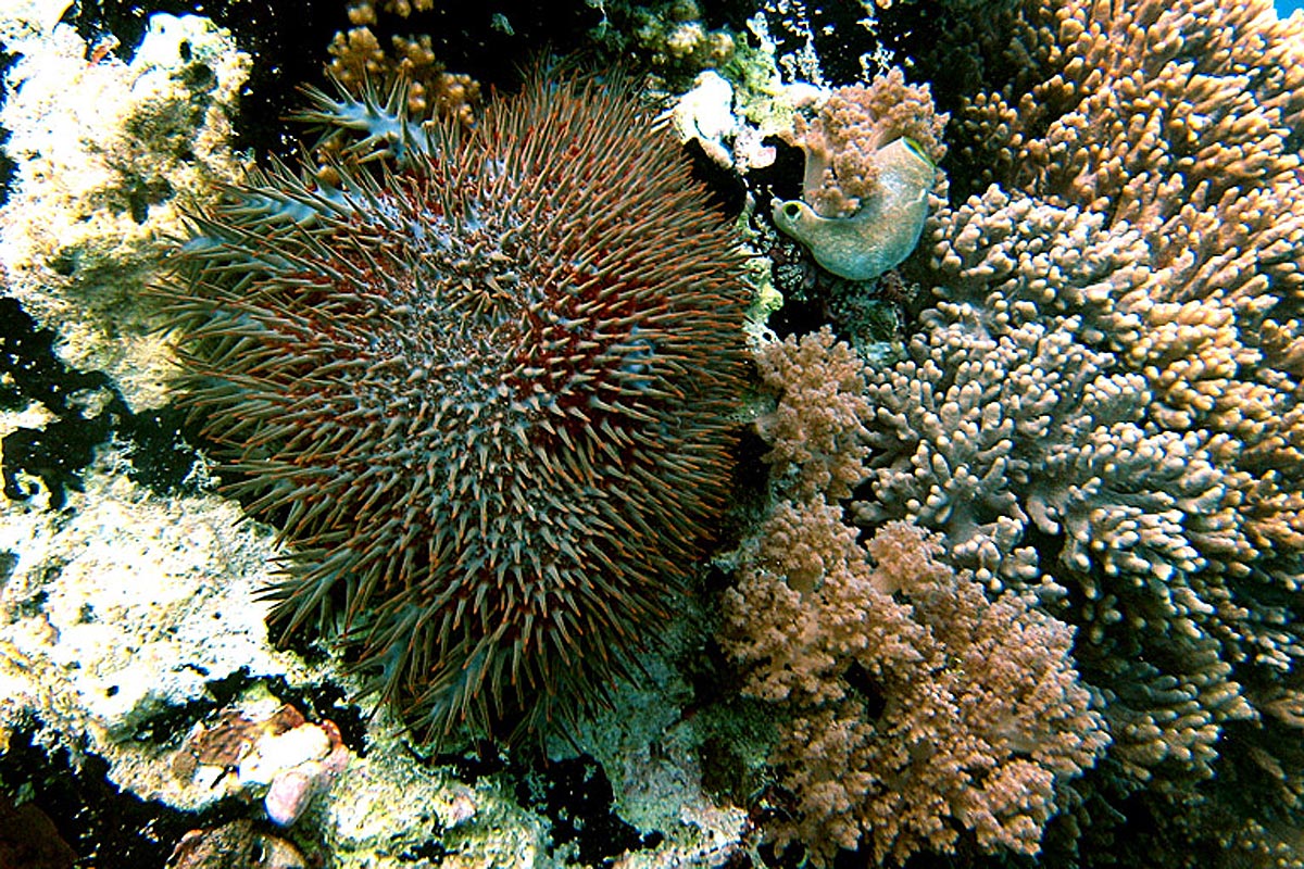 Crown of Thorn Starfish feeding on Coral