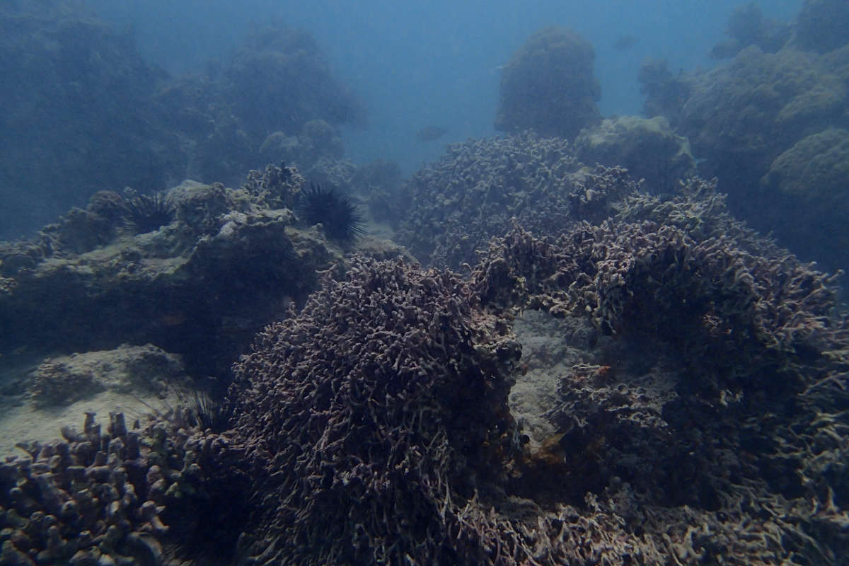 Dead reef after bleaching event 2016