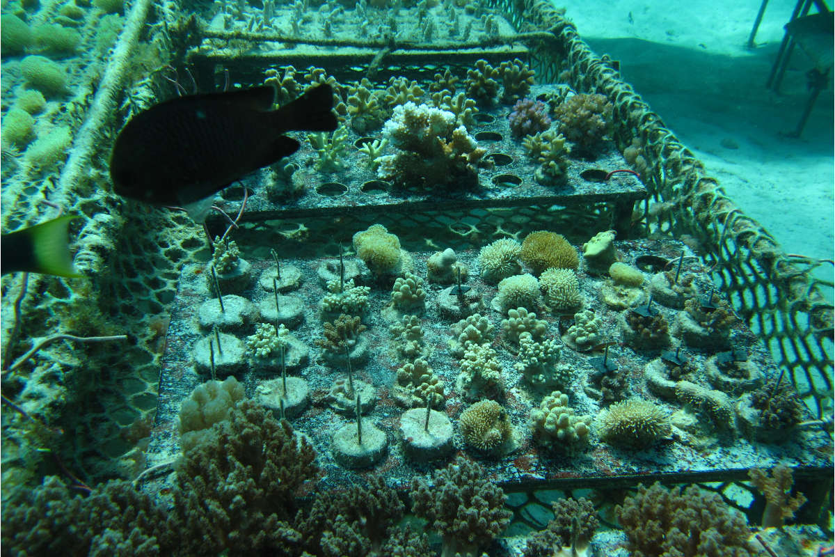 Ready to plant on artificial reef