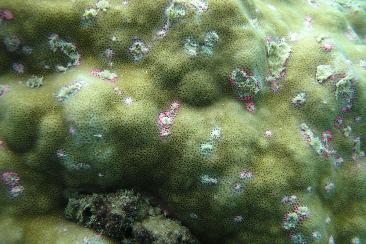 Coral diseases are mostly a sign of stress