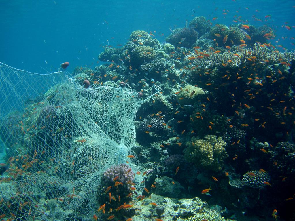 Fishing net on the reef