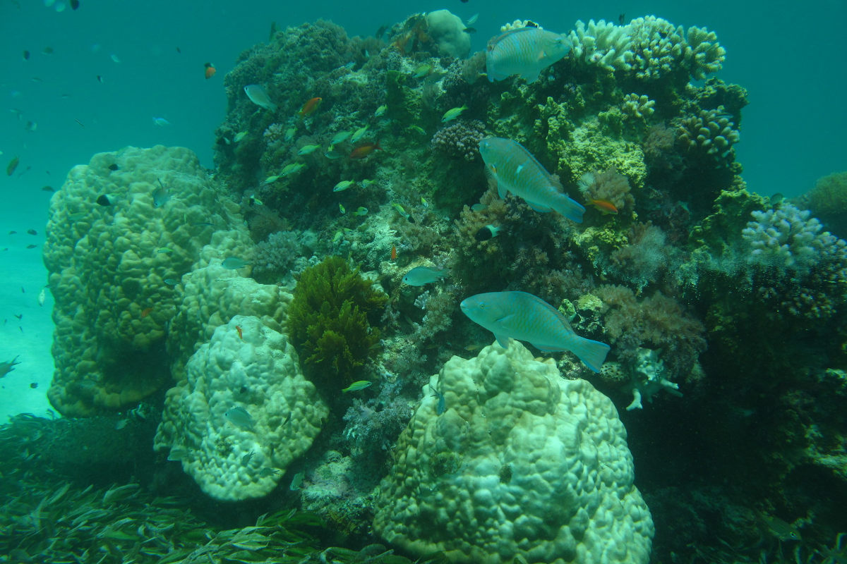 Korallenbleiche in Jambiani