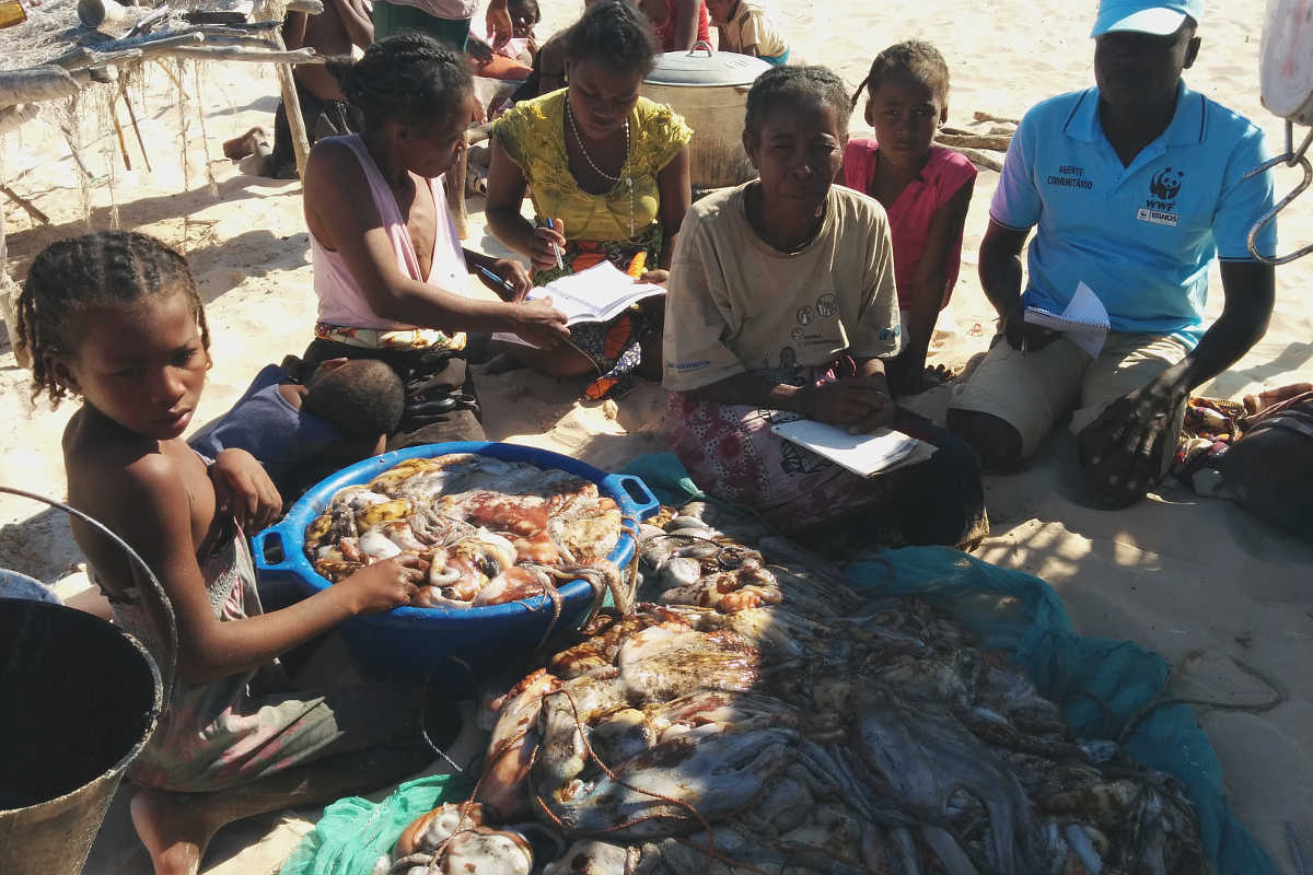 Monitoring the catch in Madagascar