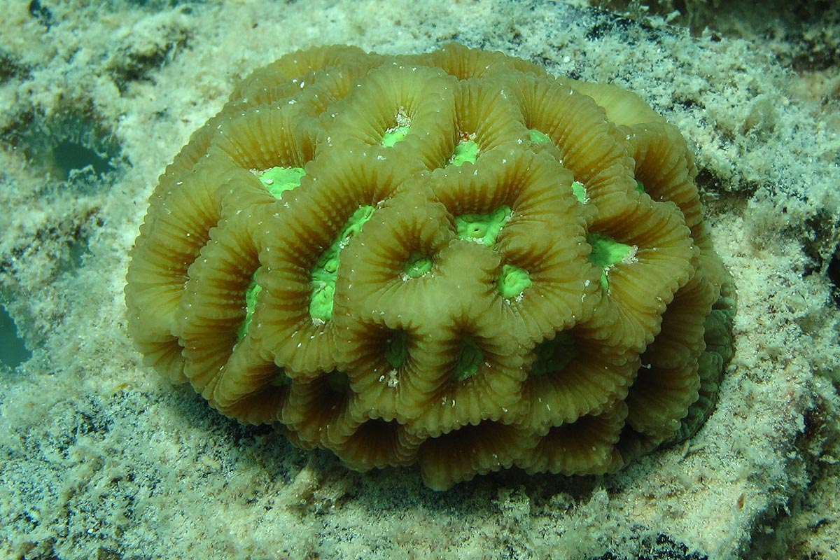 nice coral