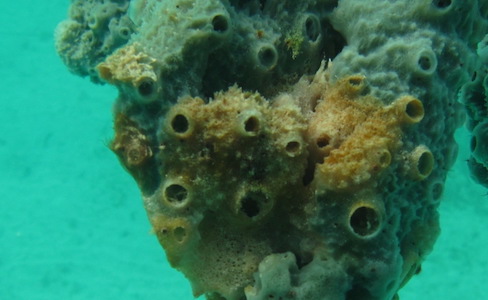 affected sponge