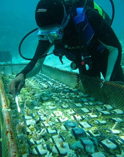 Hijabu cleaning hardcorals