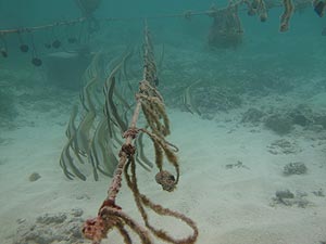 Bat fish near empty lines