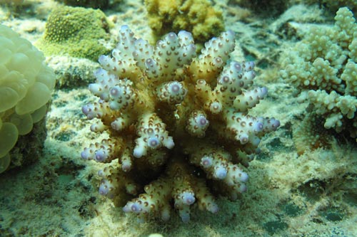 Wunderschöne Acropora