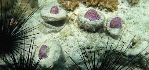 Cluster von Korallen