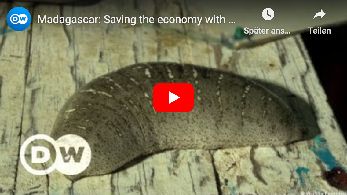 Video über Seegurken Farming