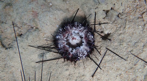 dead sea urchin