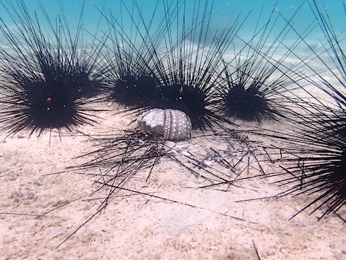 sea urchin die-off