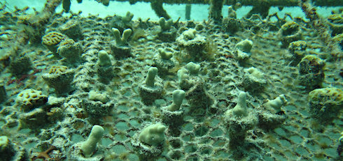 Korallentisch Sektor
