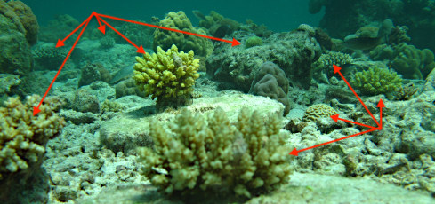 Transplantierte Korallen