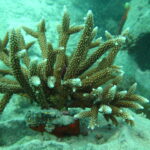 Coral4