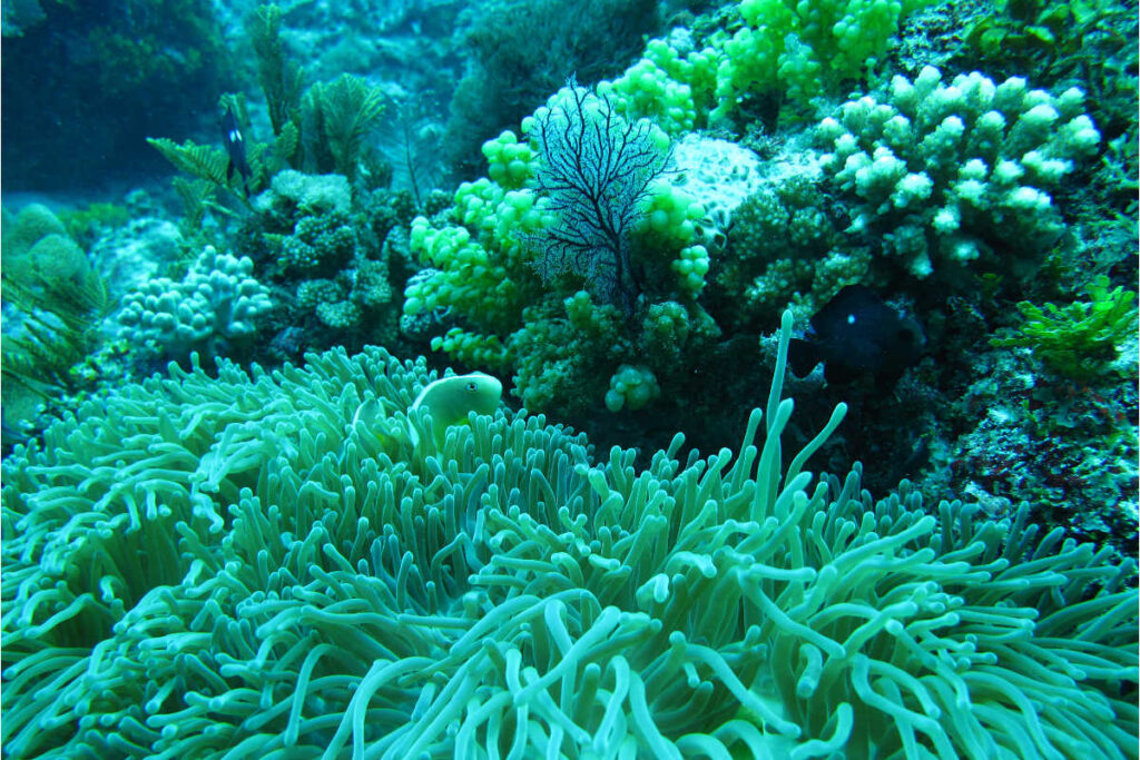 jambiani_softcorals_1200_800