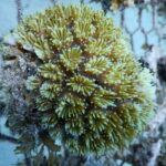 Coral 6
