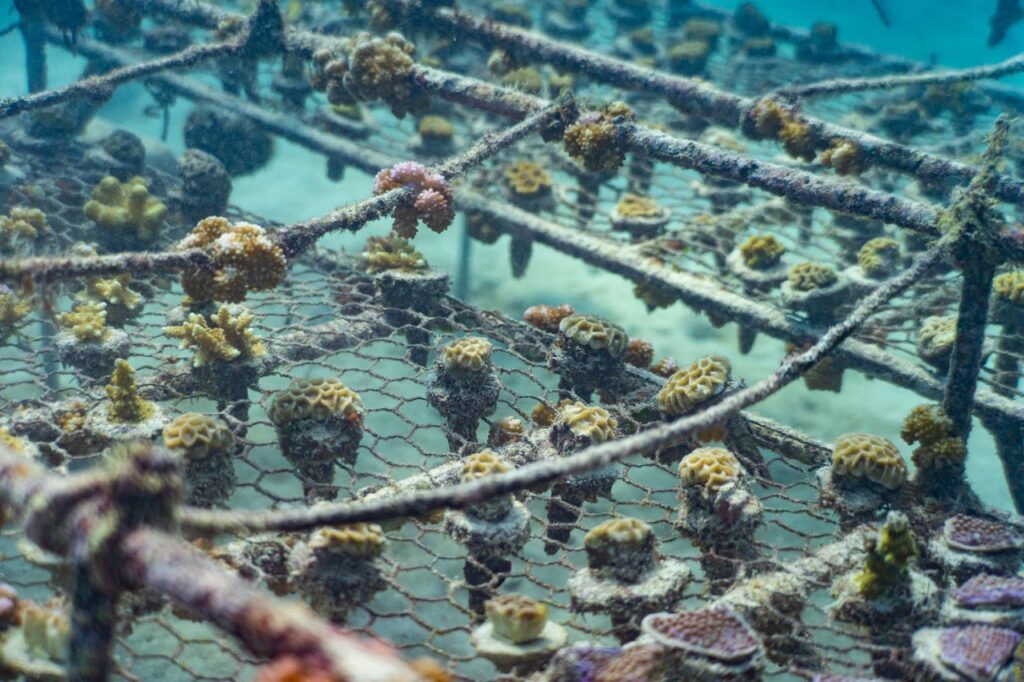 Coral table close
