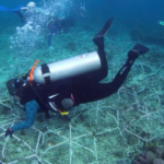 Reefstar