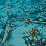 Reefstar_A2
