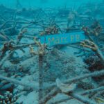 Reefstar_M