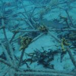 Reefstar_unklar